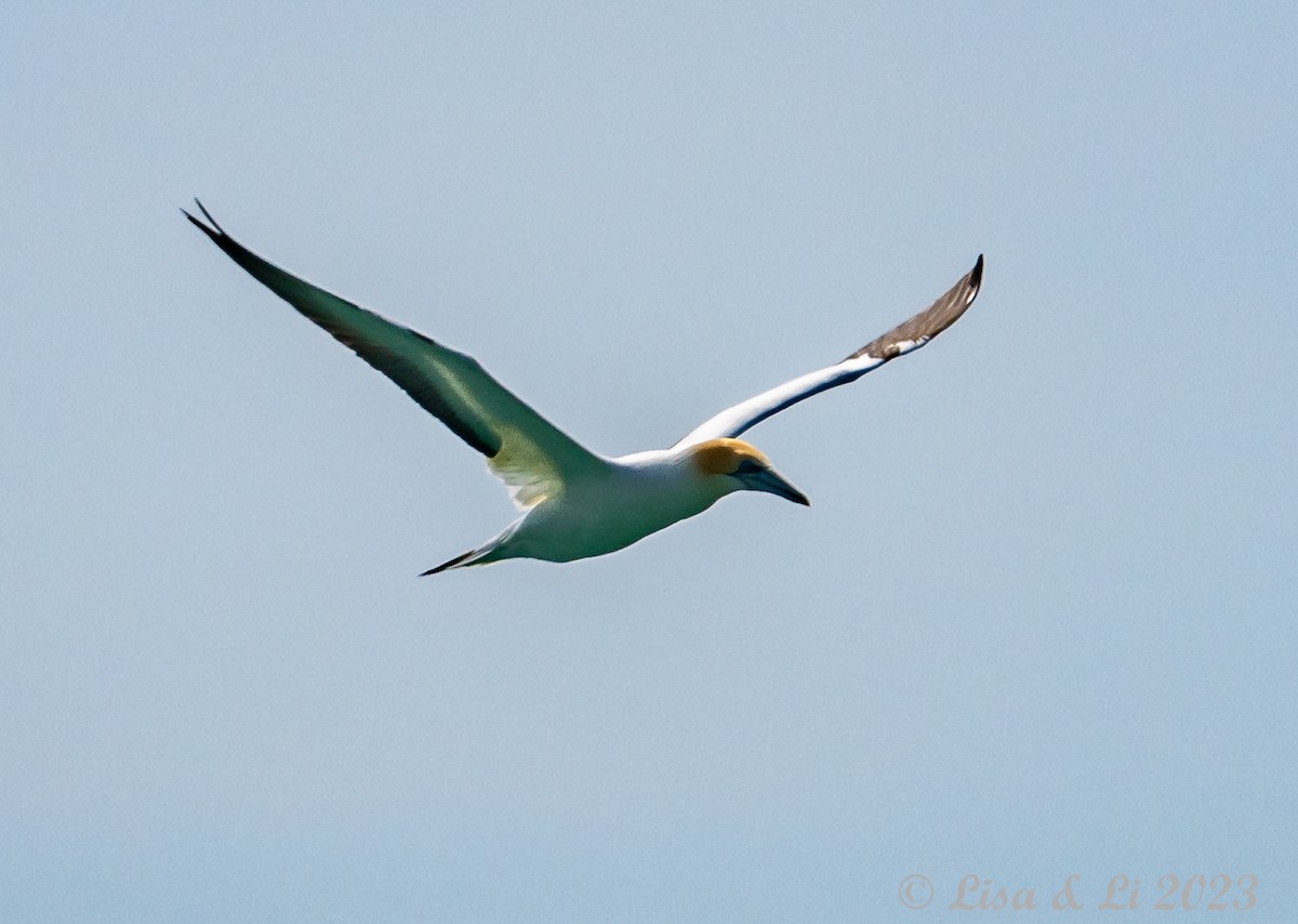 Australasian Gannet - Lisa & Li Li