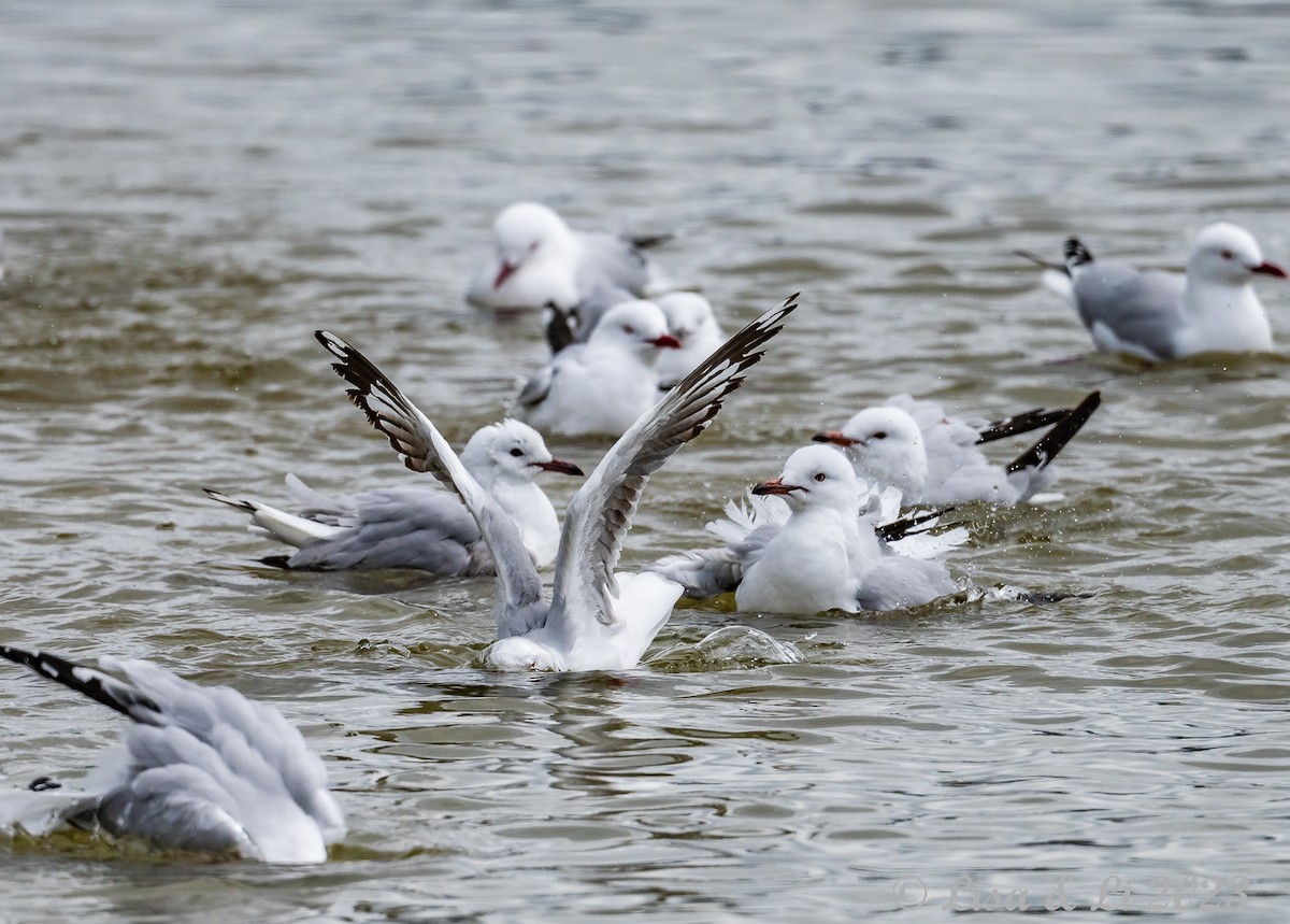 Gaviota Plateada (australiana) - ML611767146