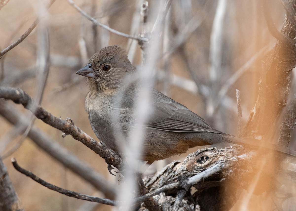 Canyon Towhee - ML611767184