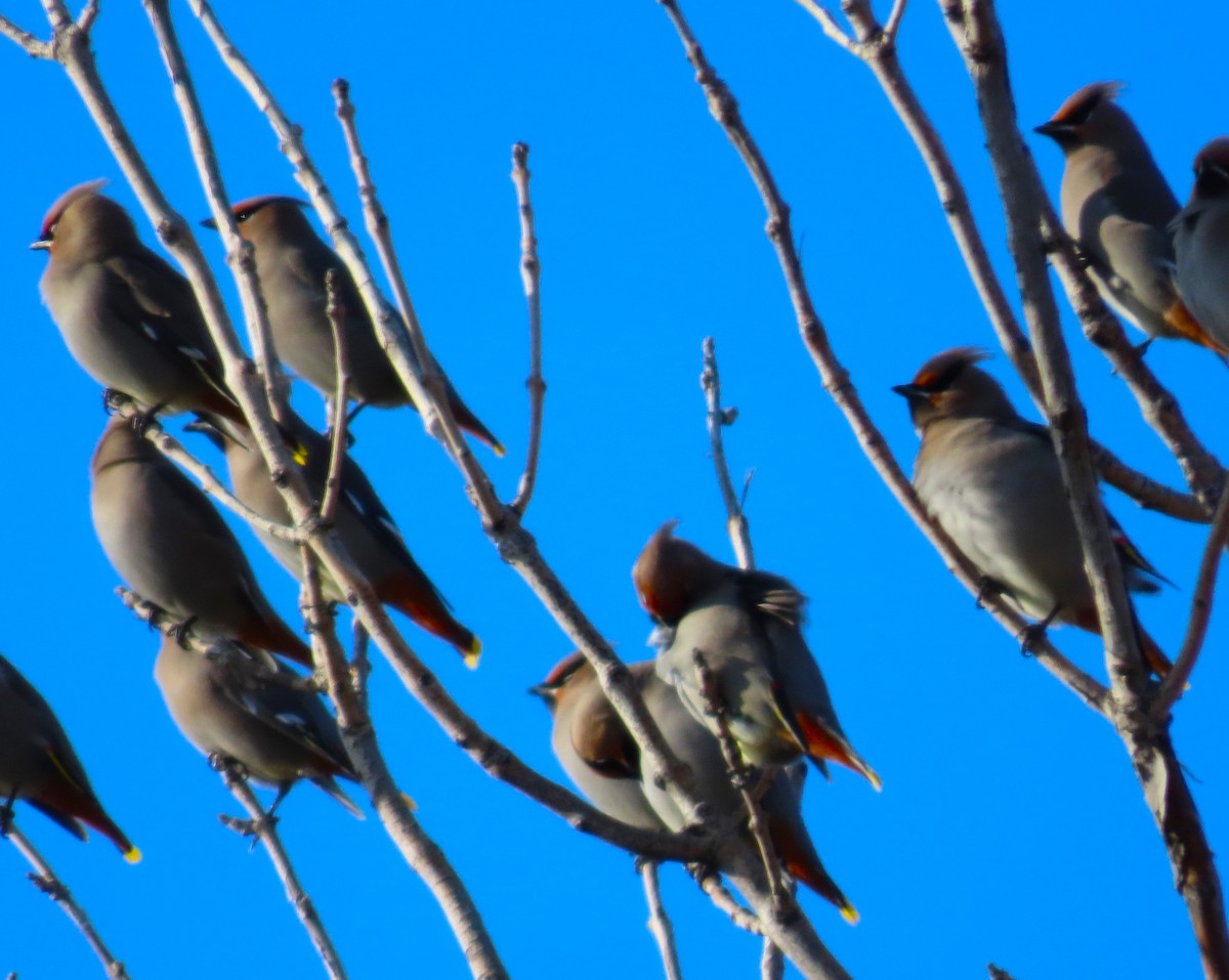 Bohemian Waxwing - ML611767245