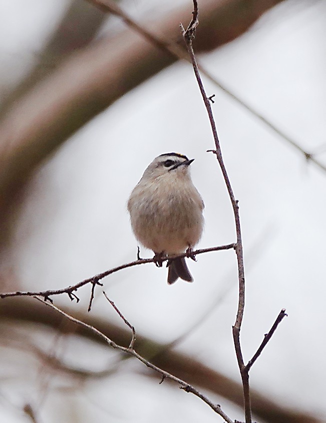 Golden-crowned Kinglet - Frank Wang