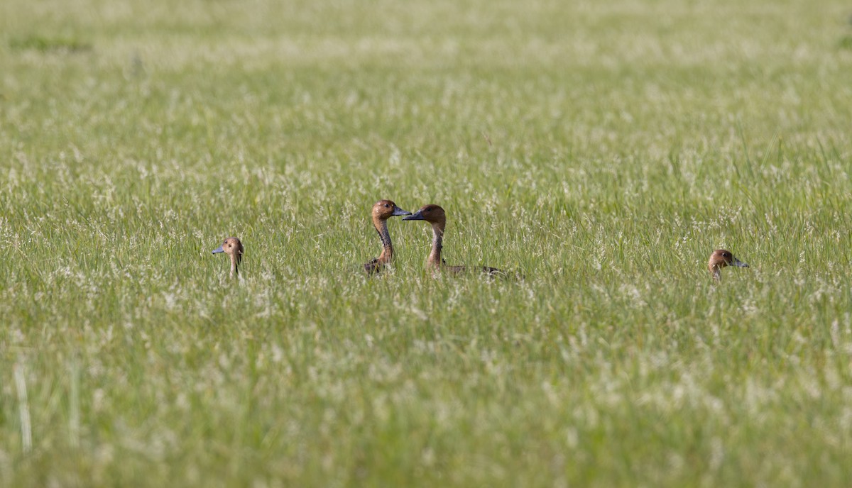 Fulvous Whistling-Duck - ML611767270