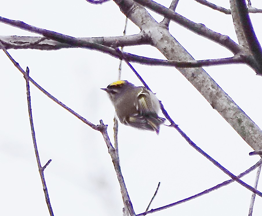 Golden-crowned Kinglet - Frank Wang