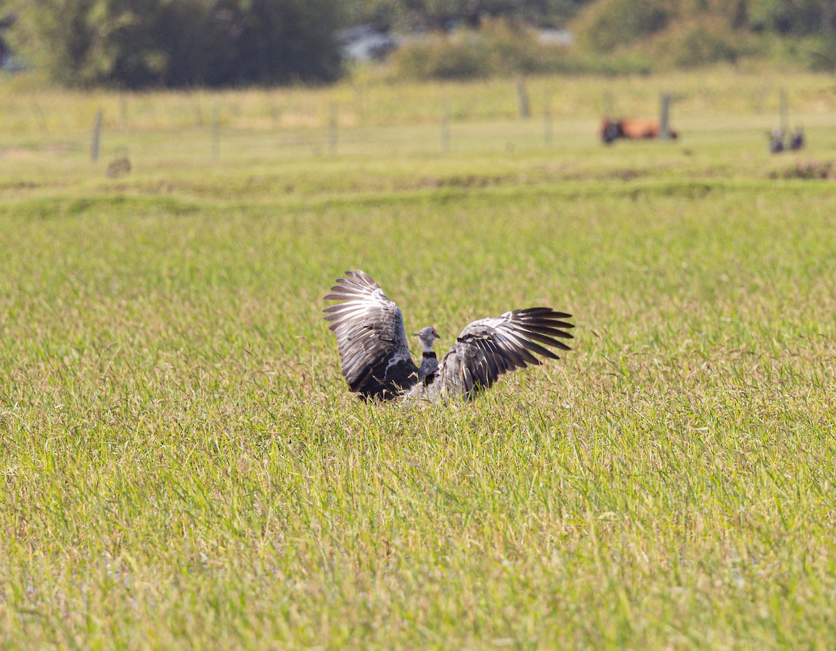 Southern Screamer - ML611767313