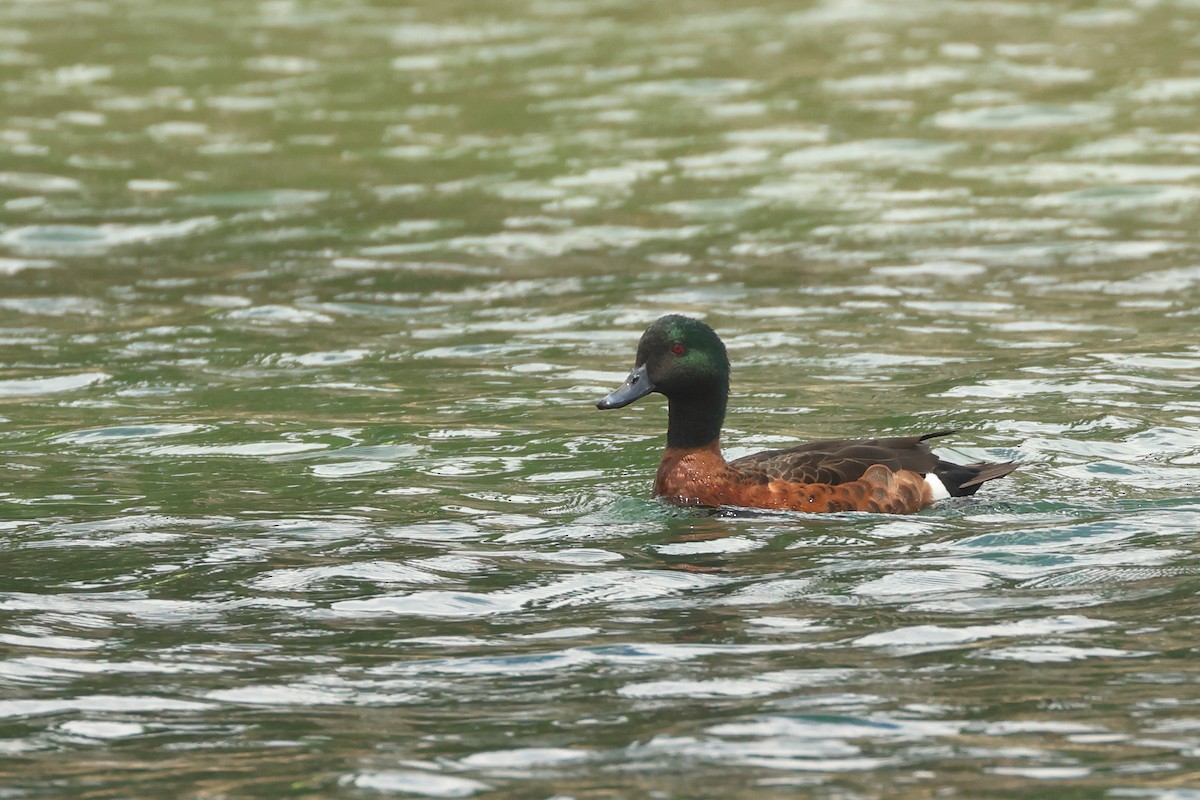 Chestnut Teal - Dave Bakewell
