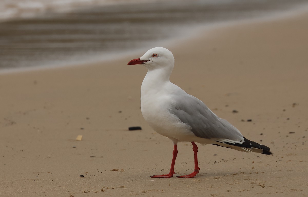 Silver Gull - Dave Bakewell