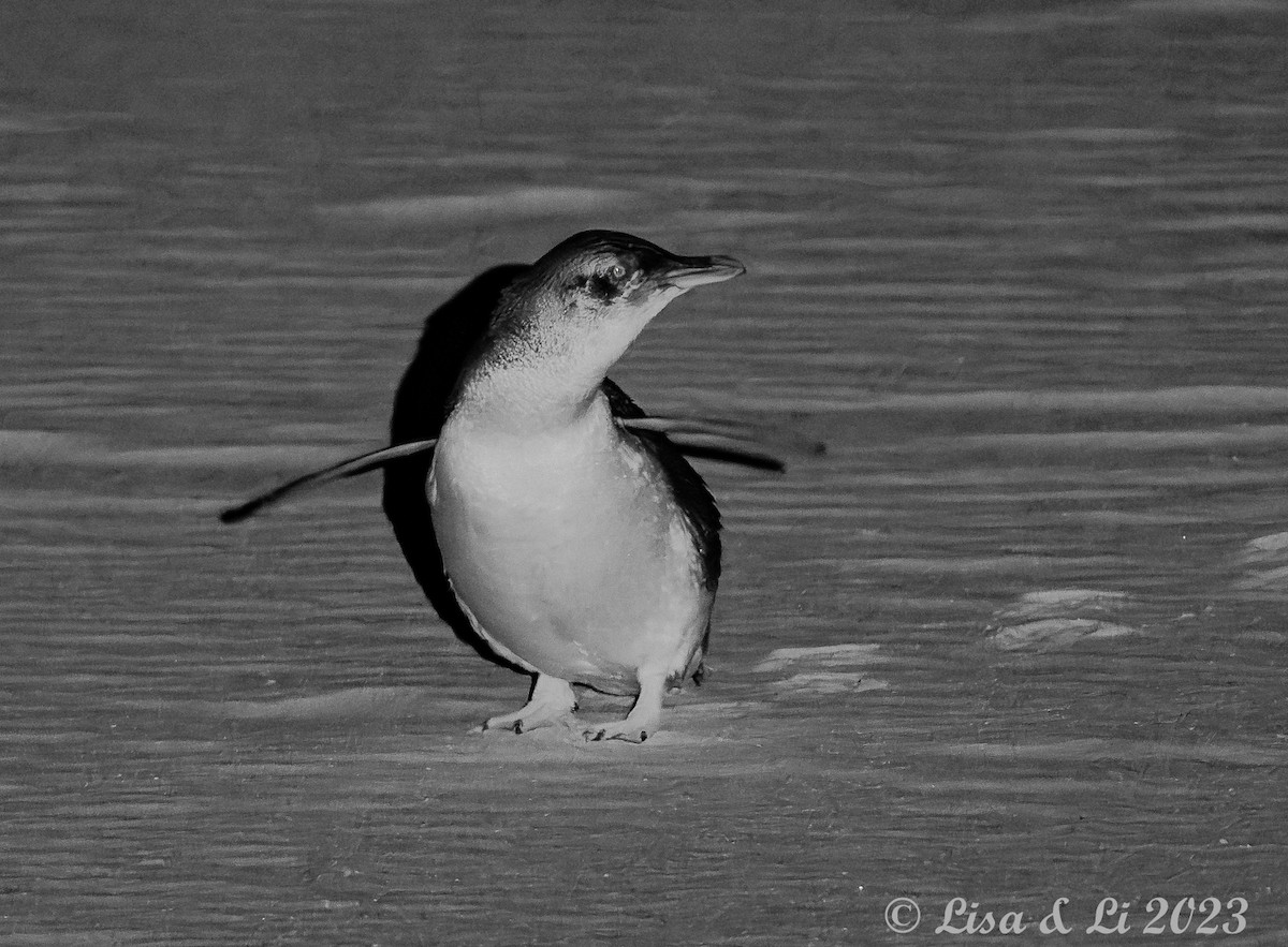 Little Penguin - ML611767354