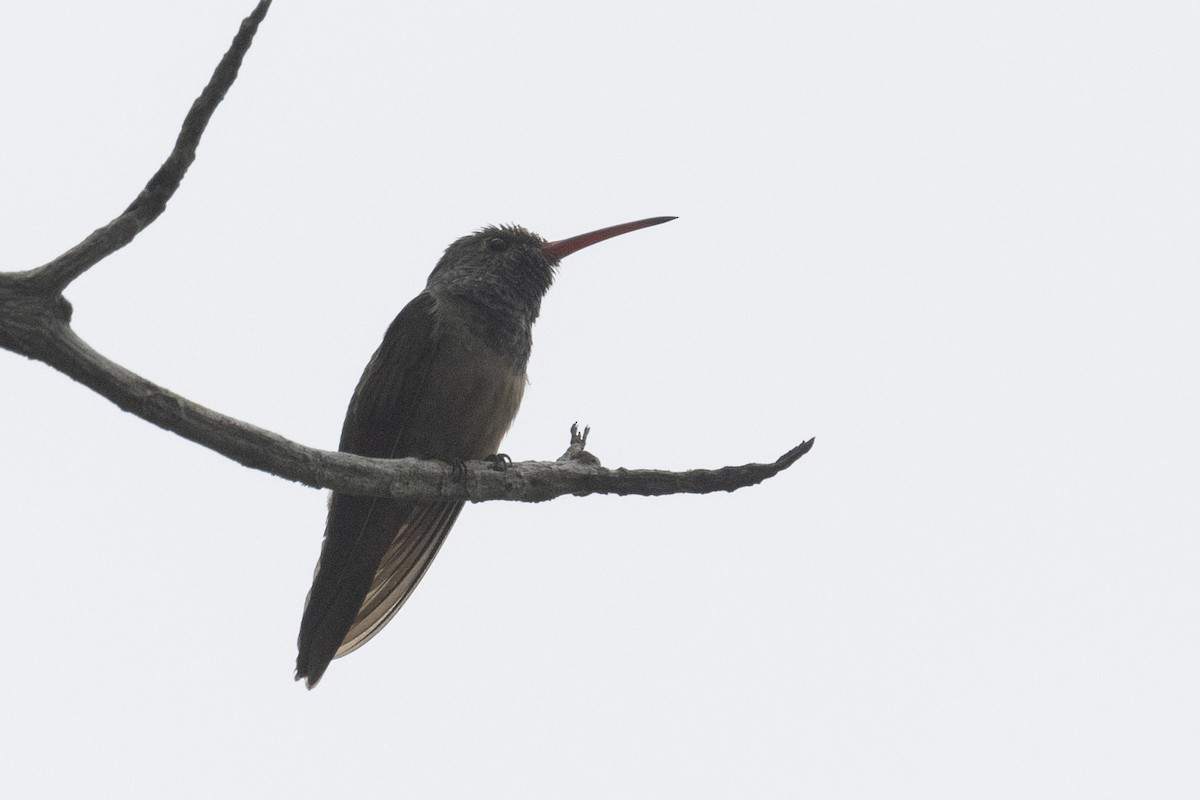 Buff-bellied Hummingbird - Ted Keyel