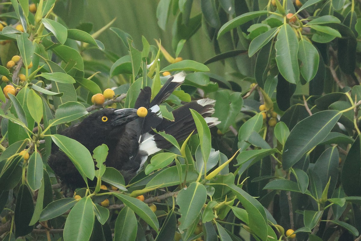 Pied Currawong - Dave Bakewell