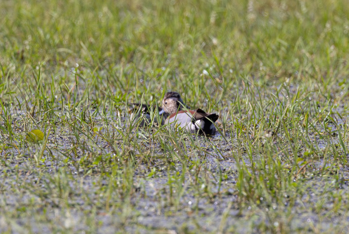 Ringed Teal - ML611767455