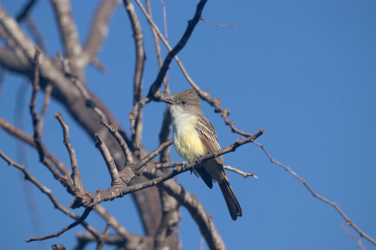Ash-throated Flycatcher - ML611767617