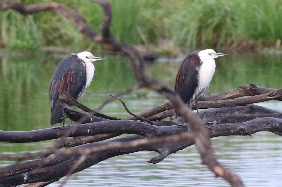 Pacific Heron - ML611767622