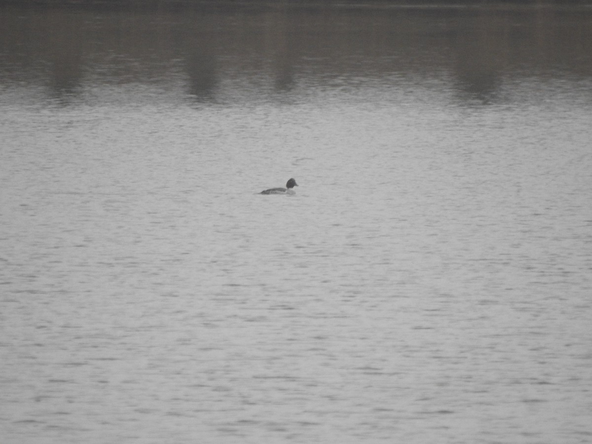 Common Goldeneye - ML611767632