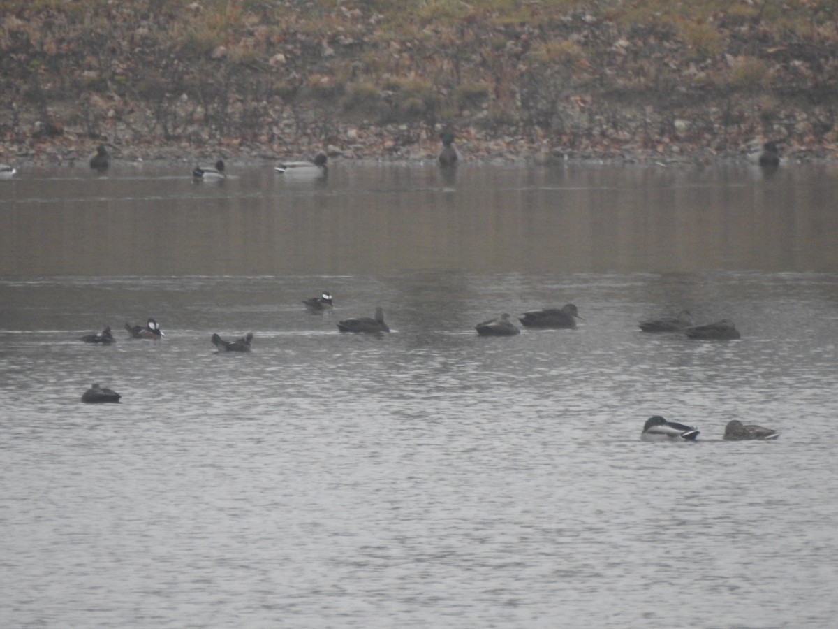 American Black Duck - ML611767663