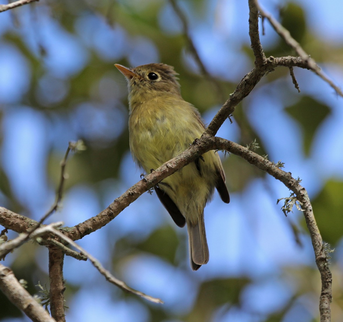 Western Flycatcher - ML611767695