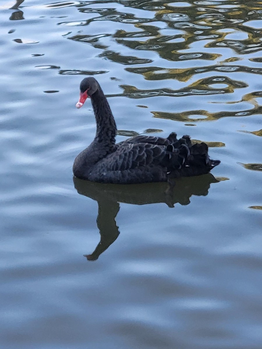 Black Swan - KP Duncan