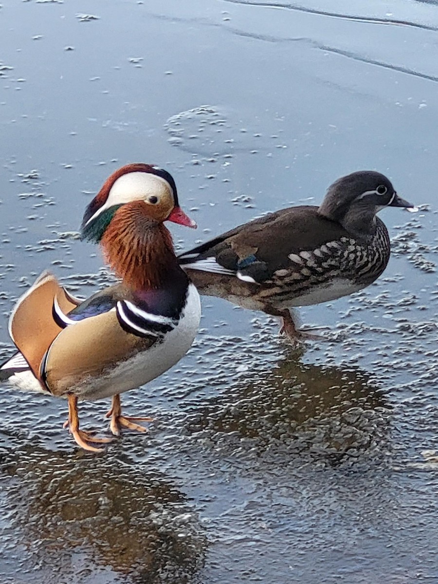 Mandarin Duck - ML611767719