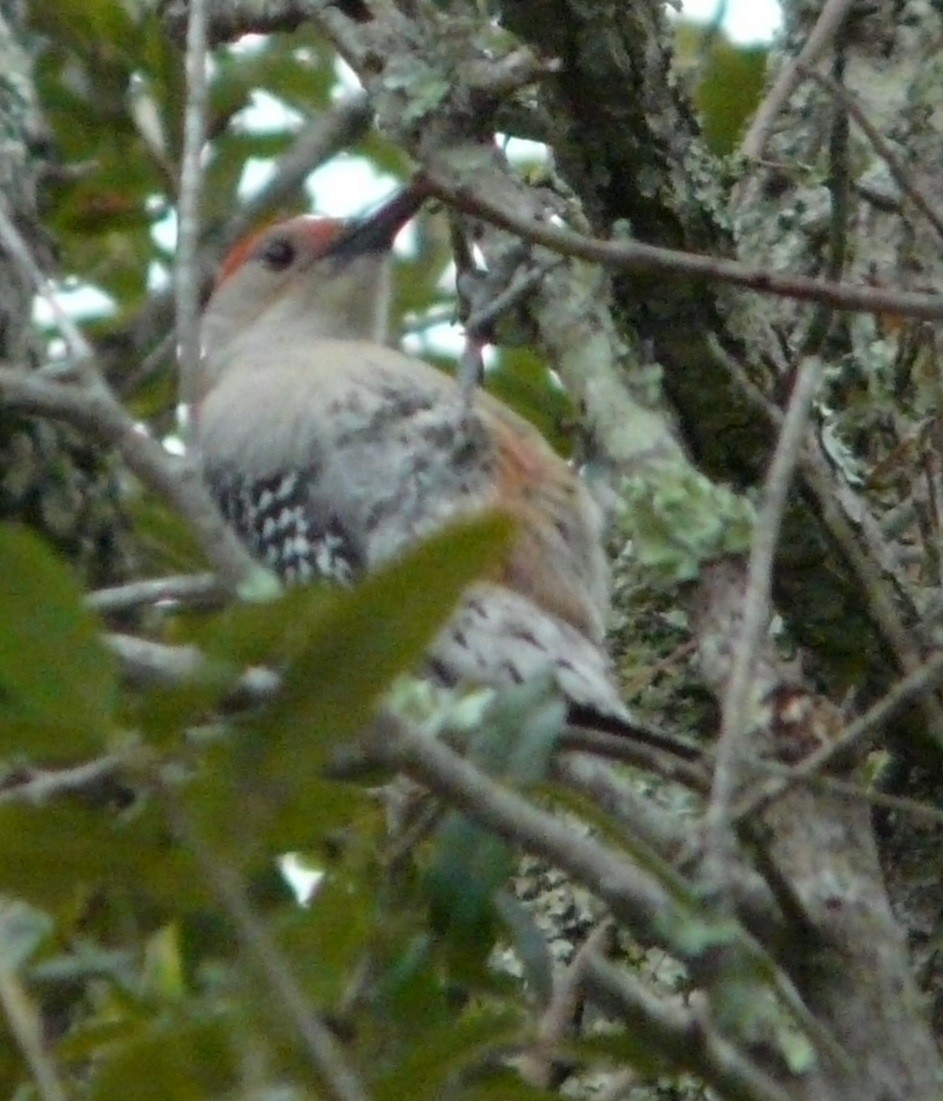 Red-bellied Woodpecker - ML611767764