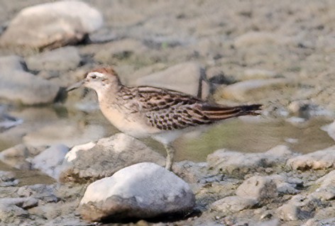 Sharp-tailed Sandpiper - José Teixeira