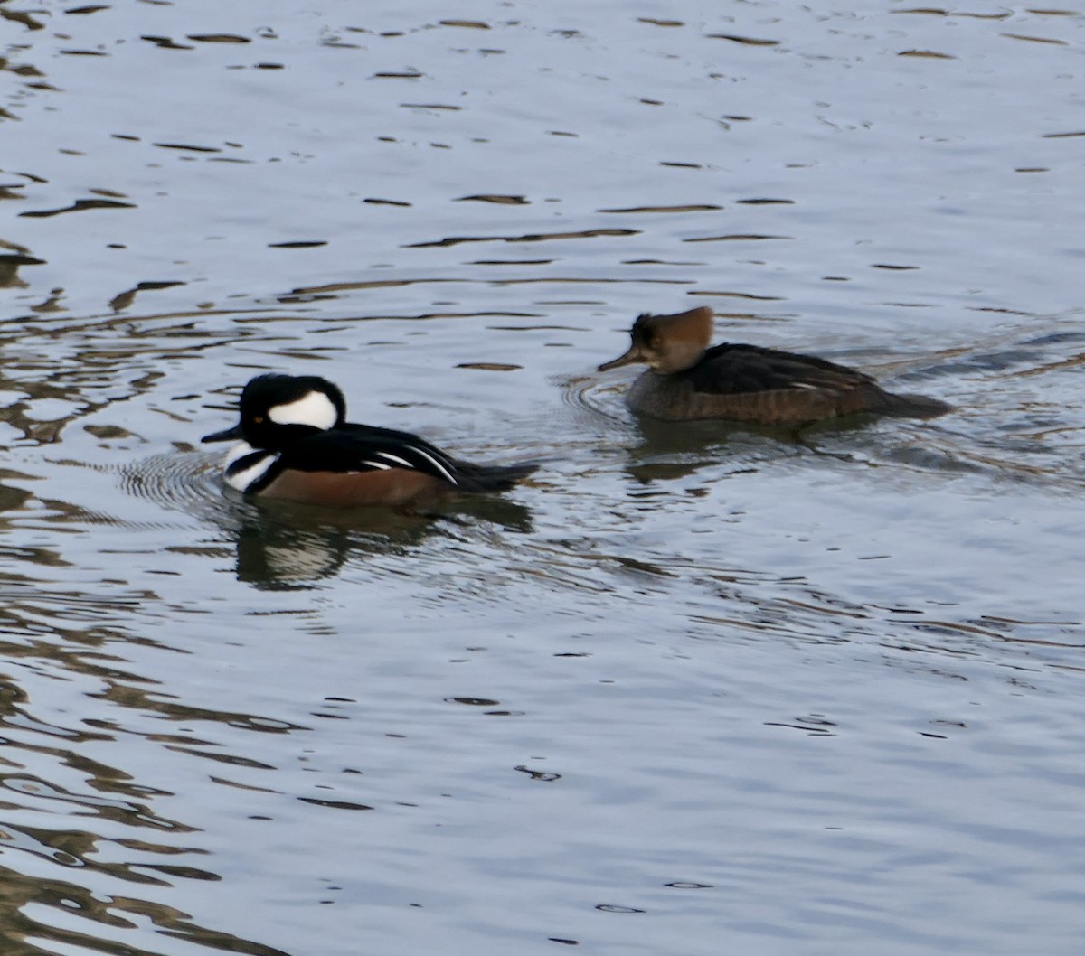 Hooded Merganser - ML611767846