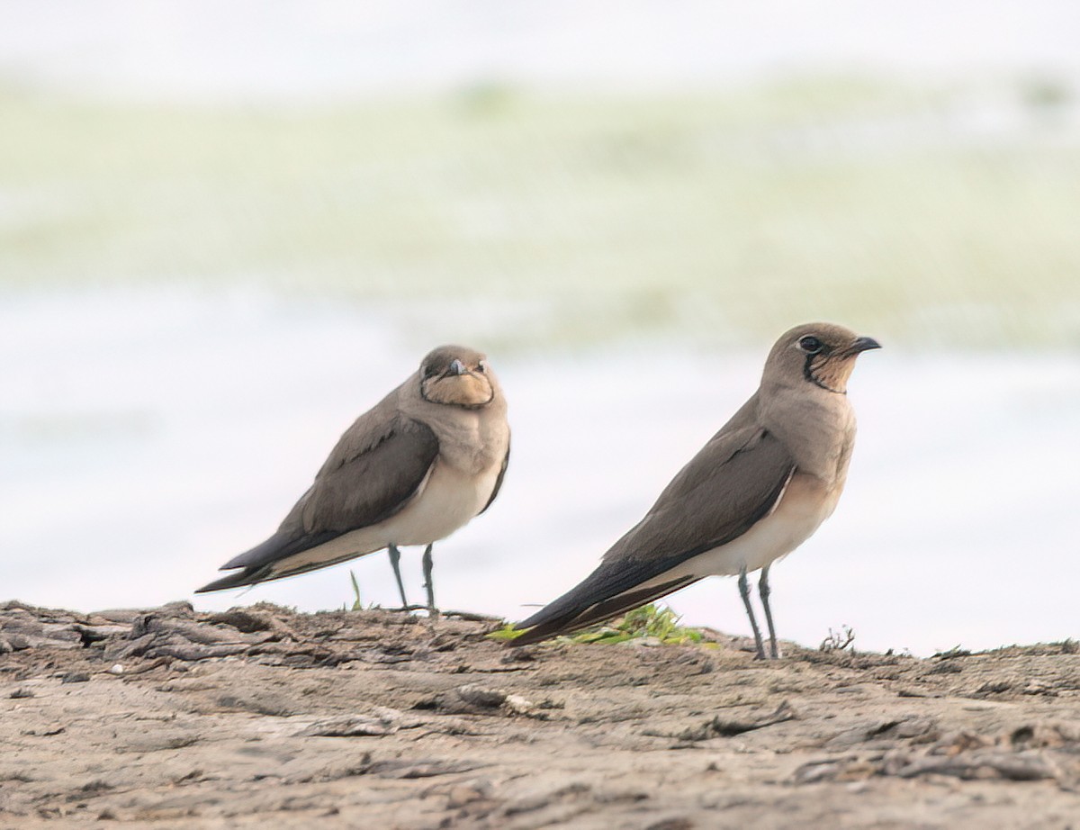 Oriental Pratincole - José Teixeira