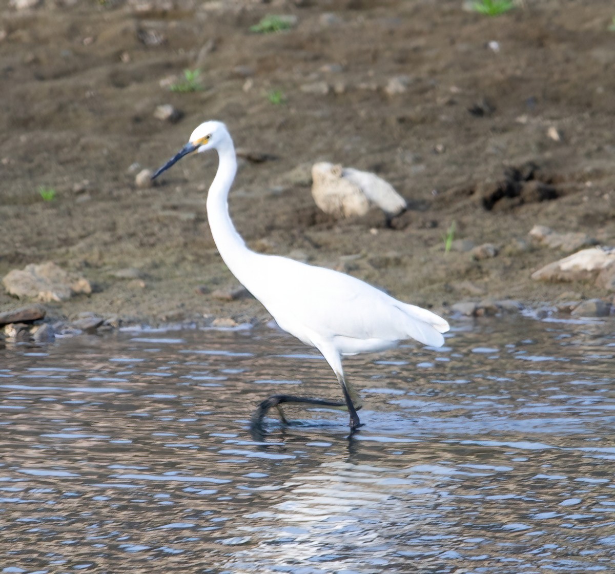 Little Egret - José Teixeira