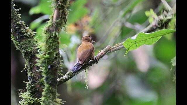 Smoky-brown Woodpecker - ML611767912