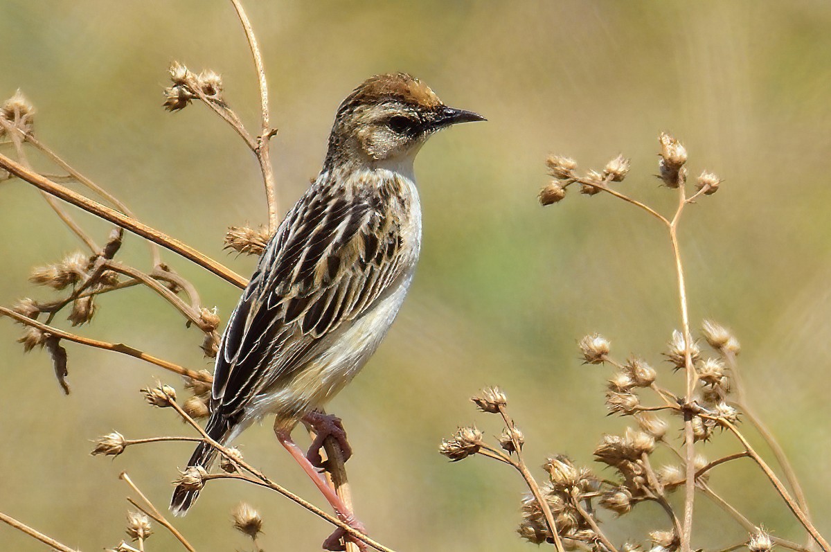 Pectoral-patch Cisticola - ML611767916