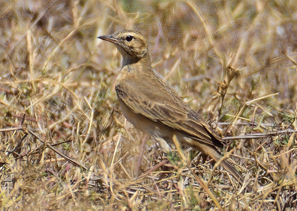 Plain-backed Pipit - ML611767922