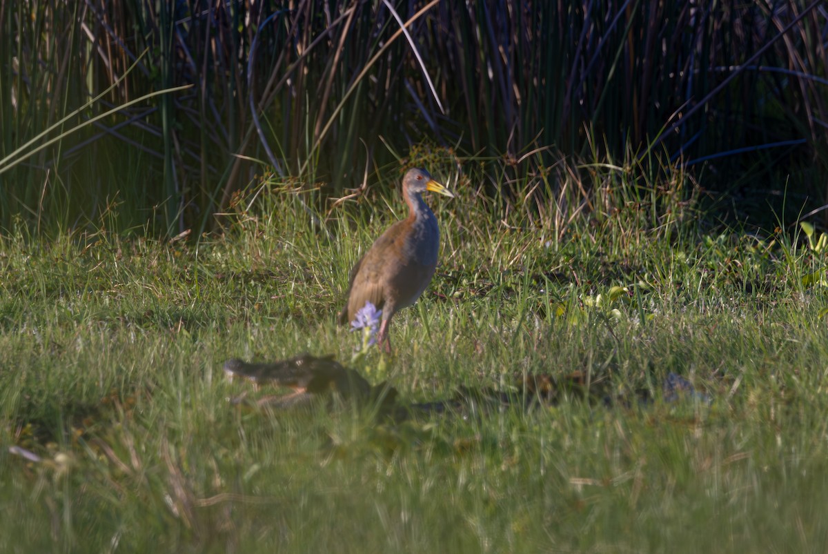 Giant Wood-Rail - ML611768026