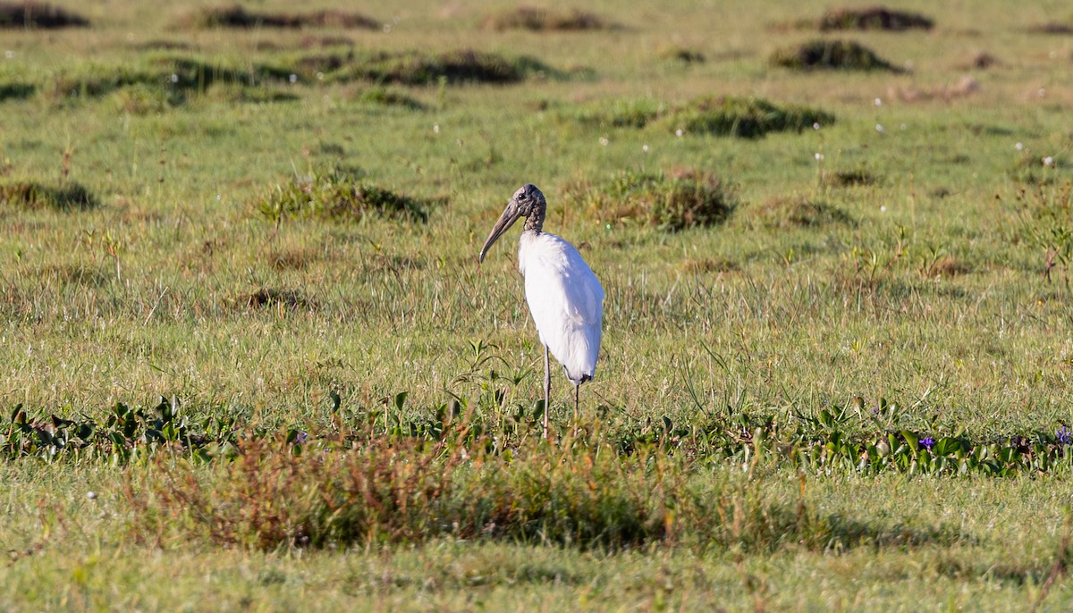 Wood Stork - ML611768046