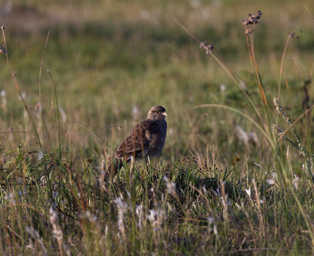 Caracara Chimango - ML611768056