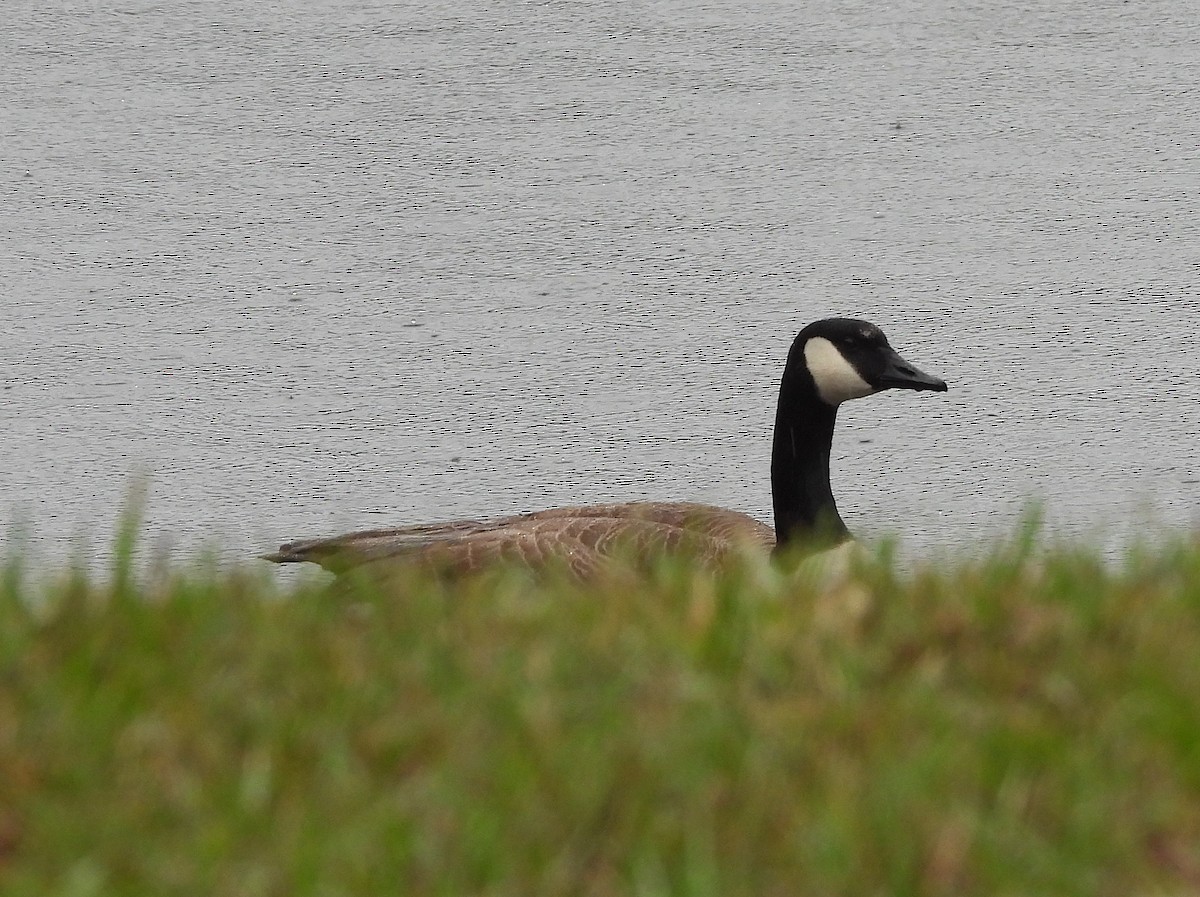 Canada Goose - ML611768076