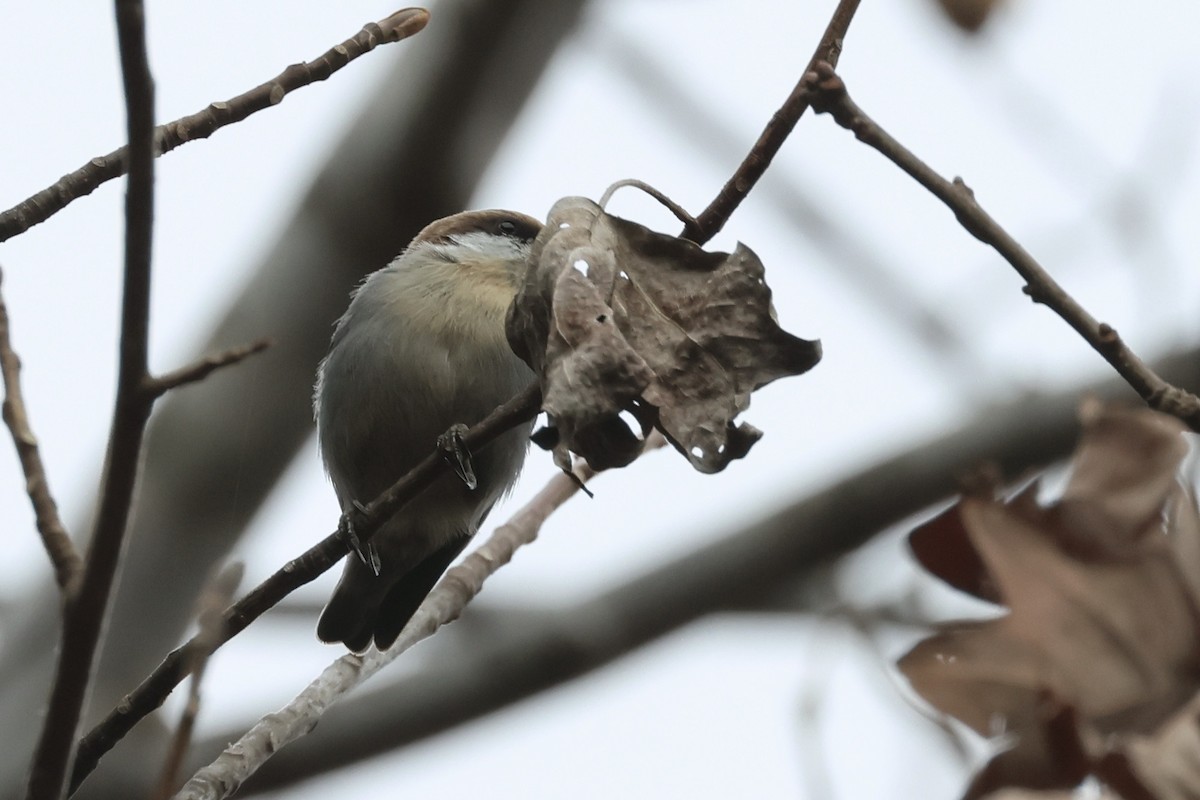 Brown-headed Nuthatch - ML611768188
