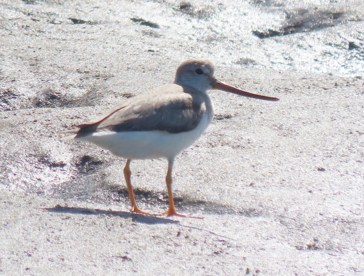 Terek Sandpiper - ML611768205