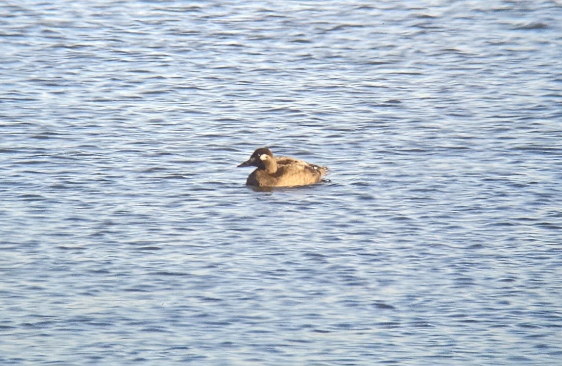 White-winged Scoter - Yves Gauthier (Mtl)