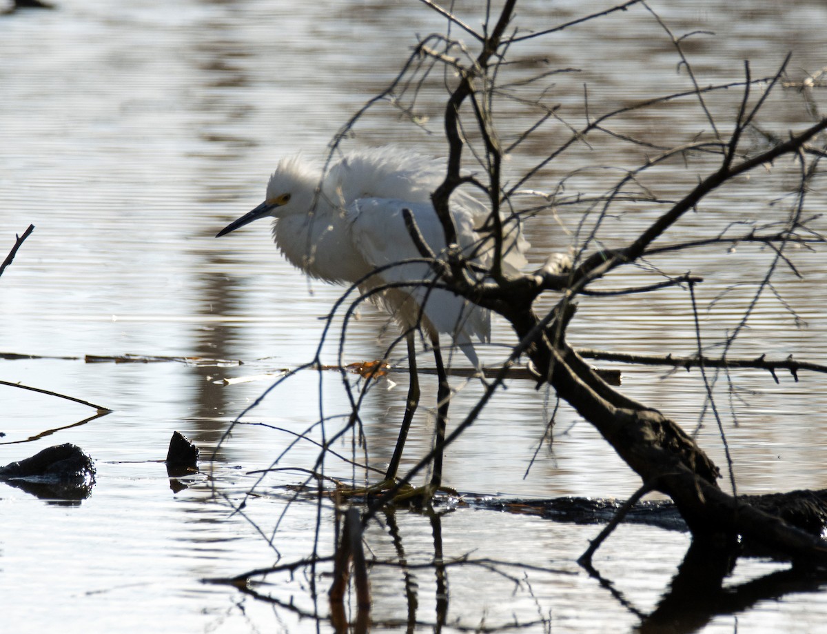 Snowy Egret - ML611768266