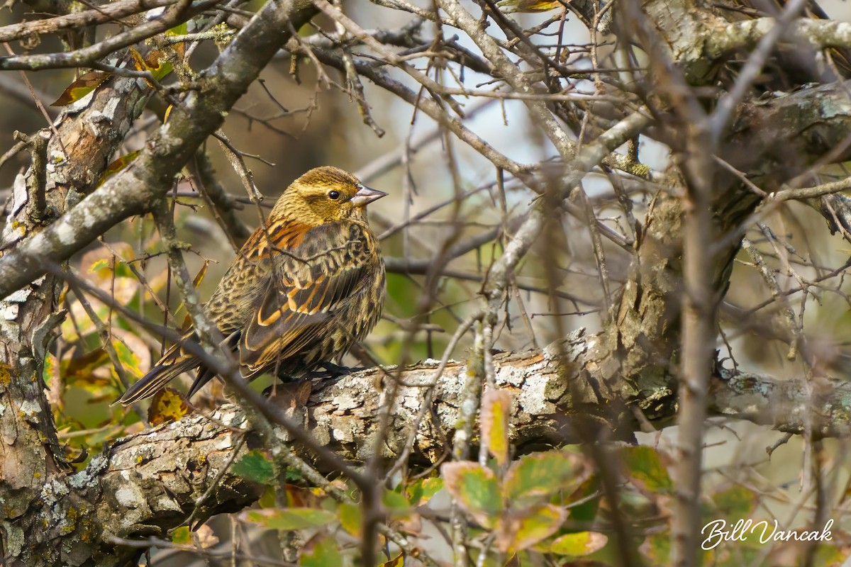 Red-winged Blackbird - ML611768267