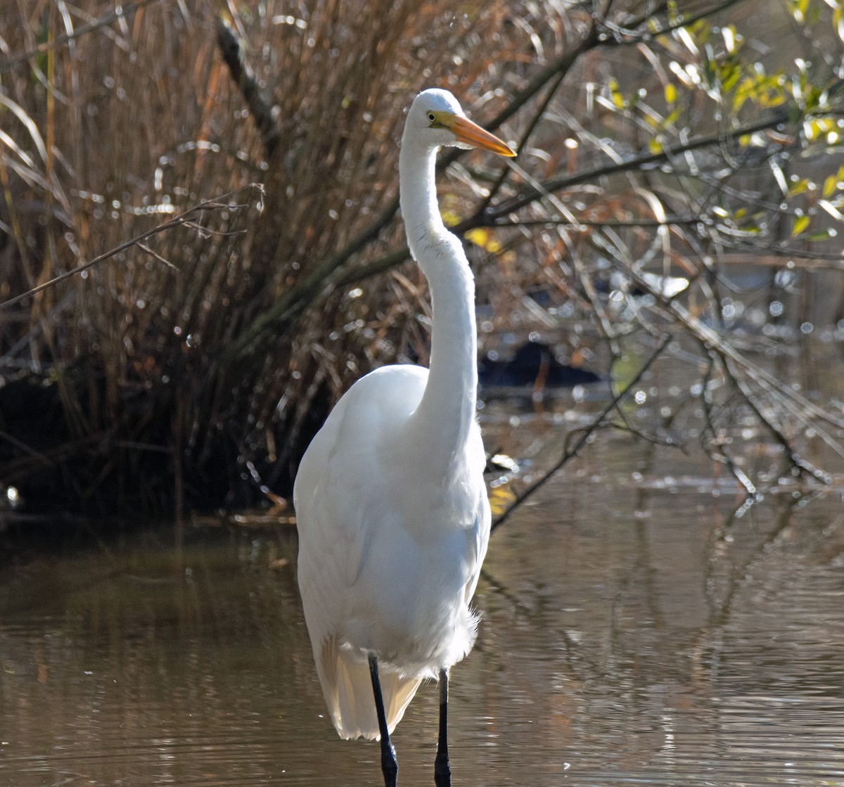 Great Egret - ML611768271