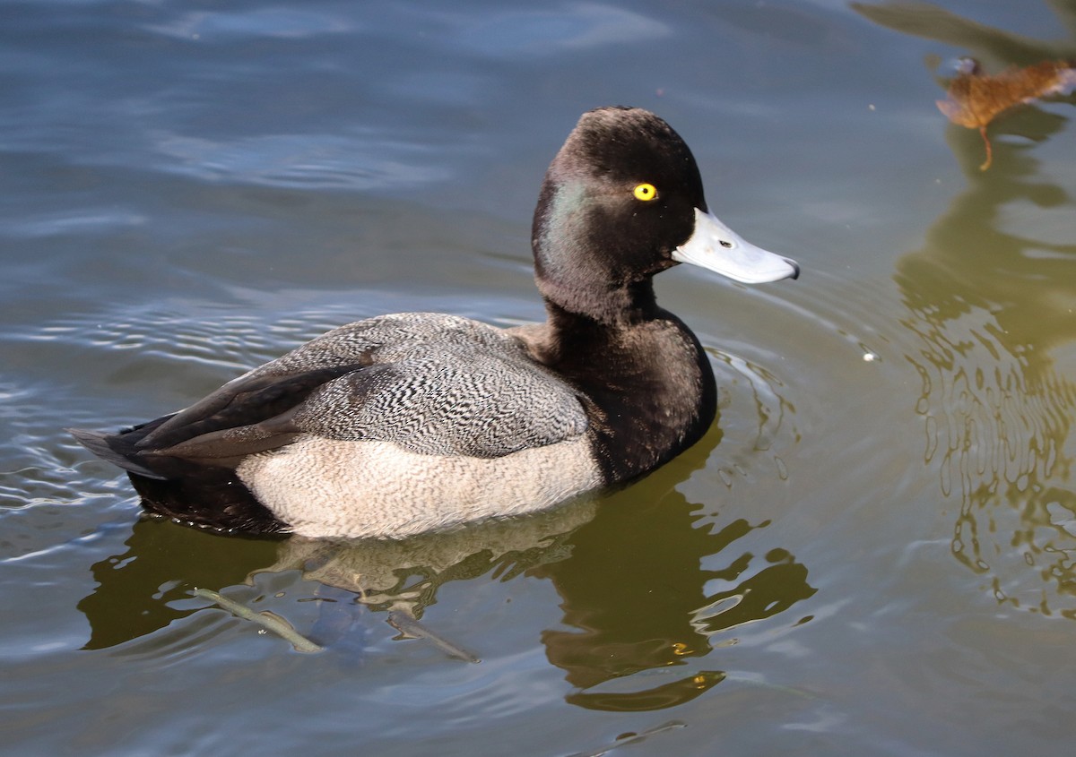 Lesser Scaup - ML611768287