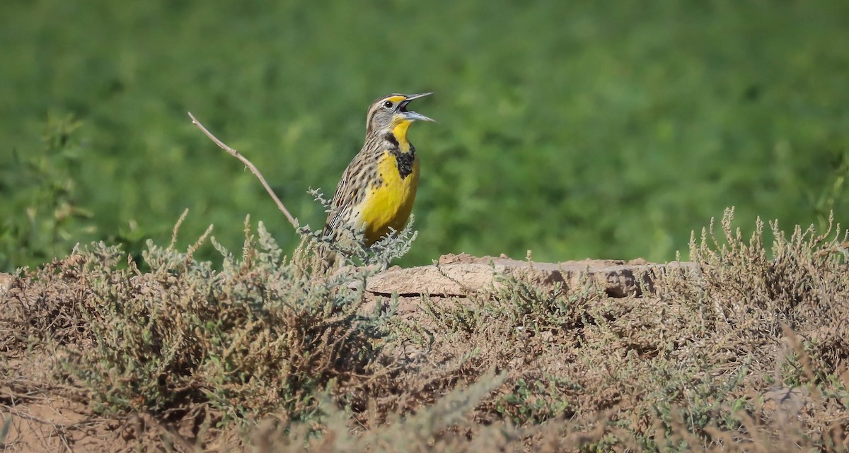 Western Meadowlark - ML611768400