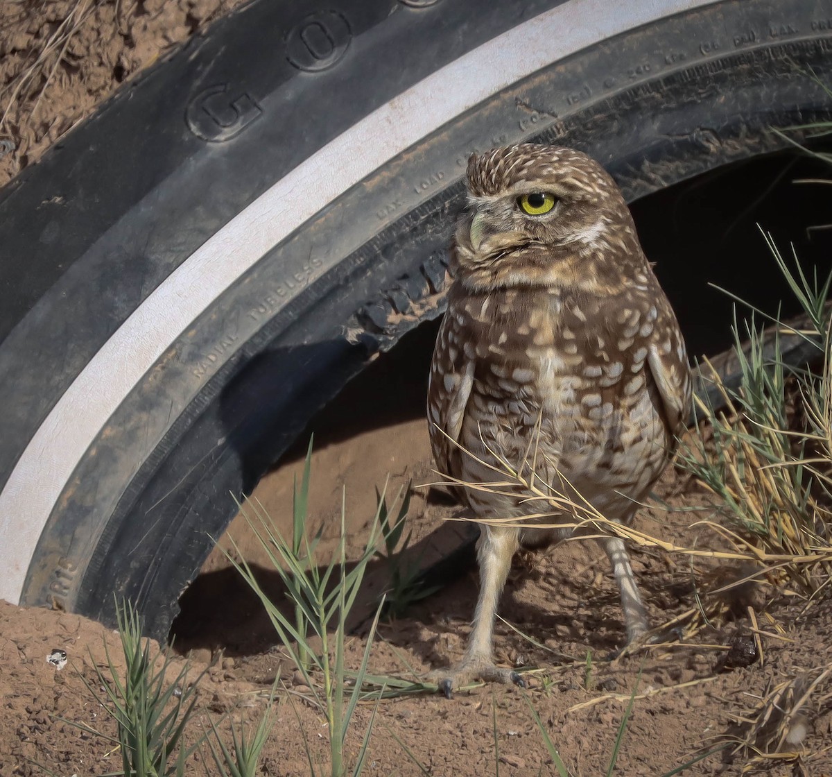 Burrowing Owl - ML611768406