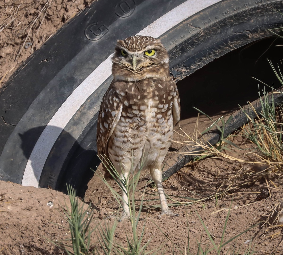 Burrowing Owl - ML611768413