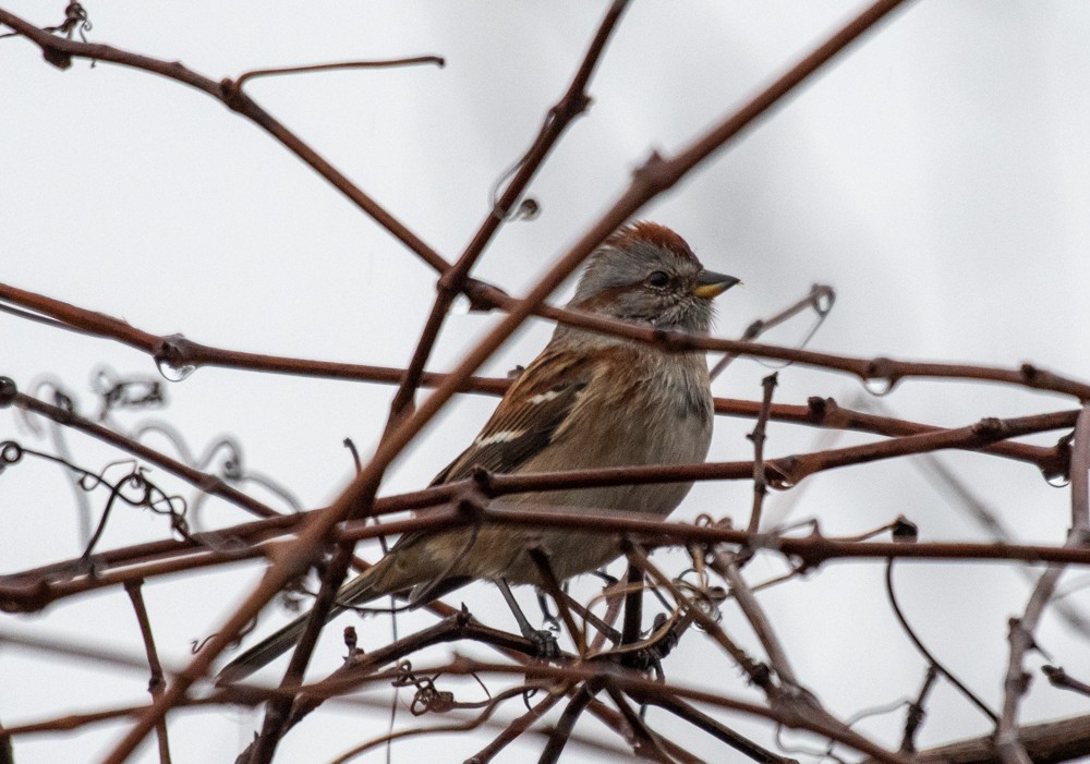 American Tree Sparrow - ML611768414
