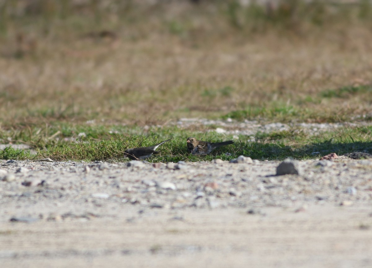 Harris's Sparrow - ML611768416