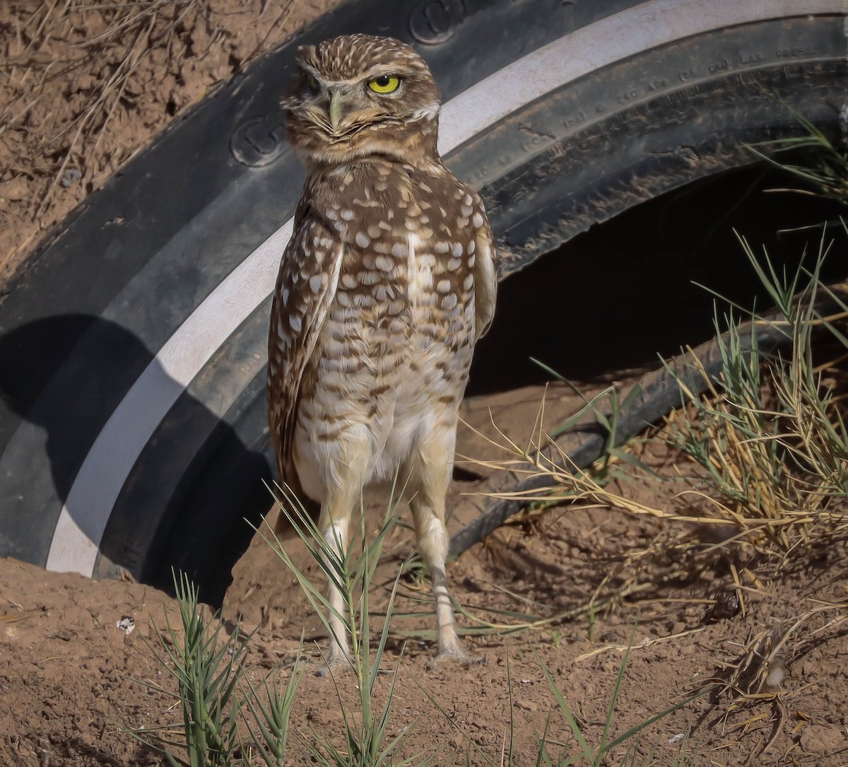 Burrowing Owl - ML611768418