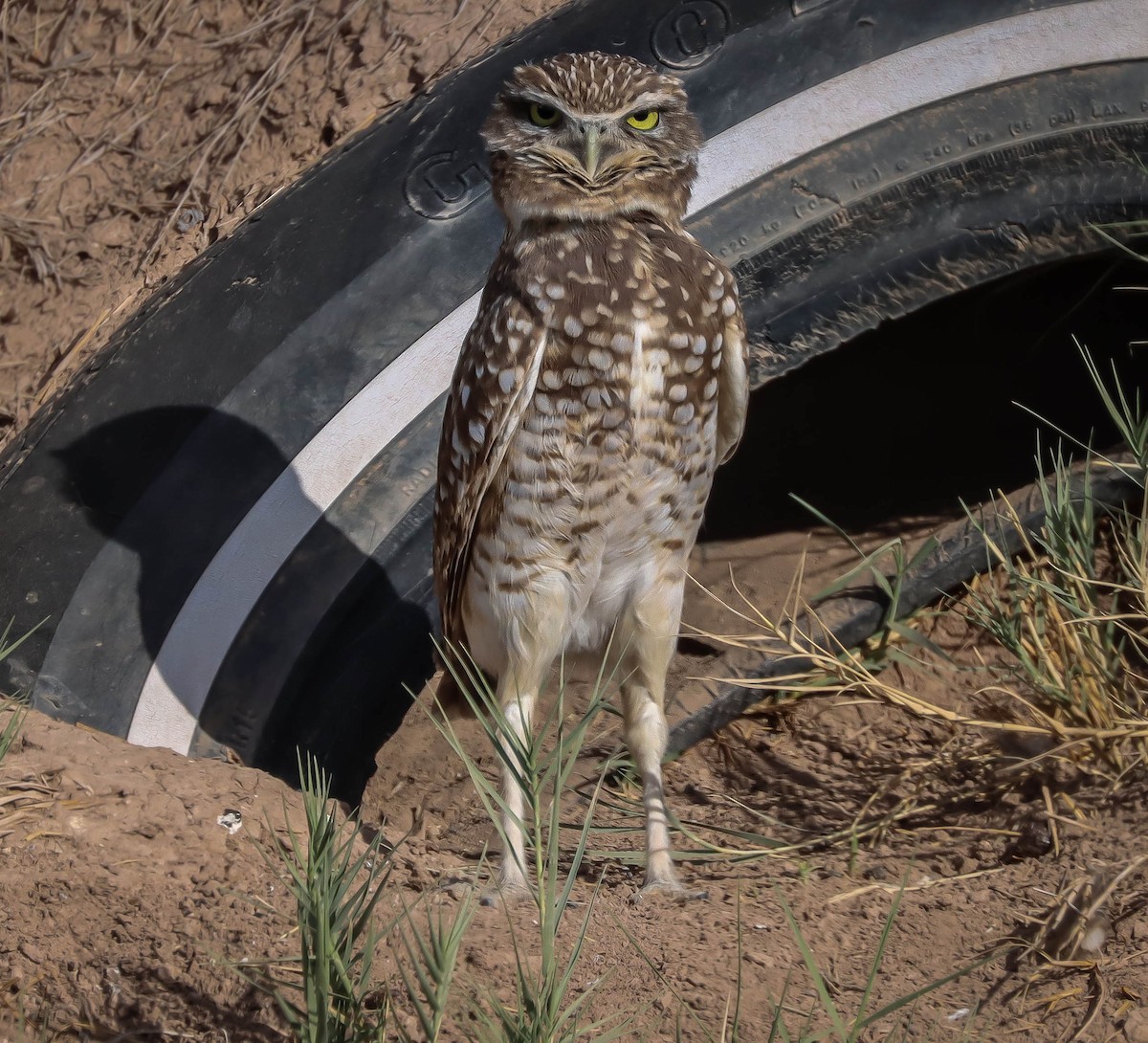 Burrowing Owl - Kathleen Waldron