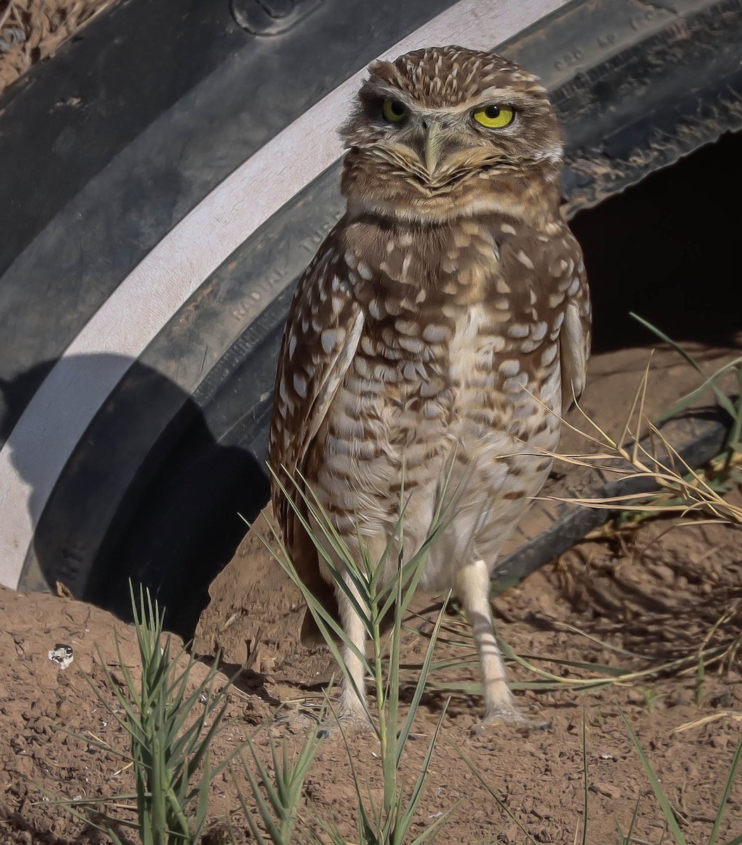 Burrowing Owl - ML611768435