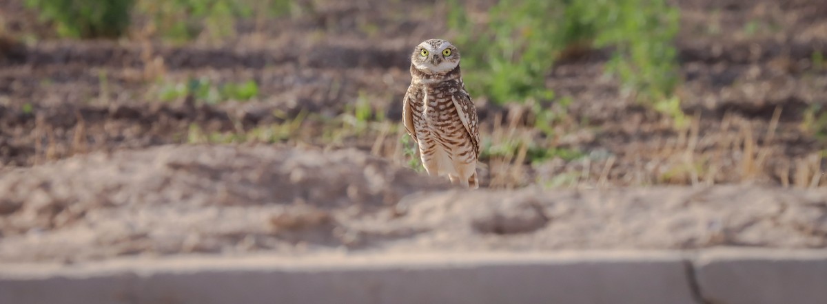 Burrowing Owl - Kathleen Waldron