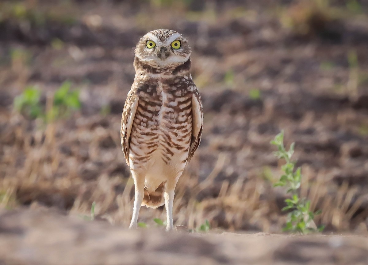 Burrowing Owl - ML611768441